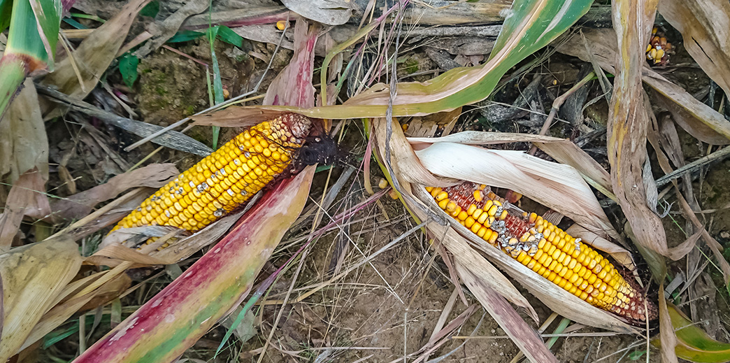 Asigurarea pentru culturi agricole - ce este si cui i se adreseaza