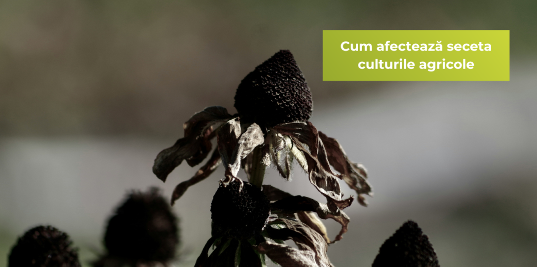 Cum afectează seceta culturile agricole